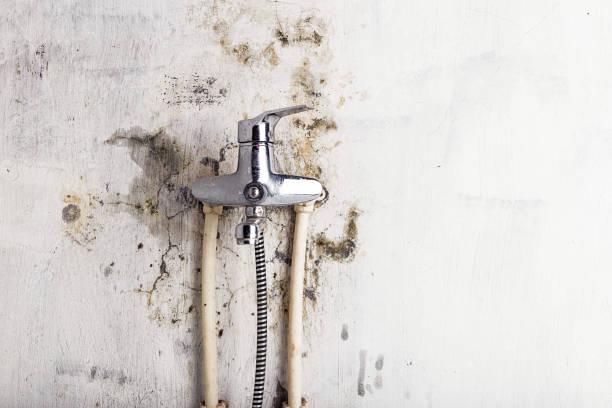 Trusted Queensland, MD Mold Removal Experts