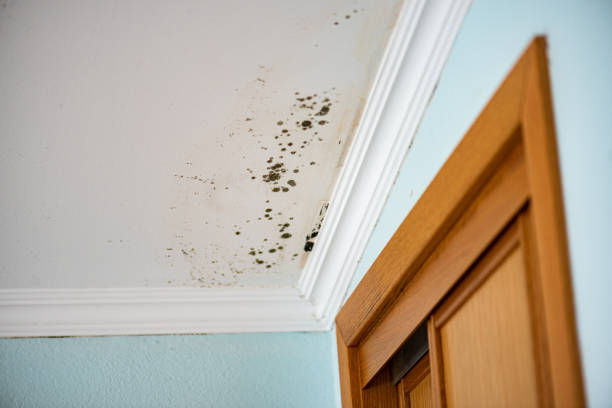 Mold Removal Process in Queensland, MD