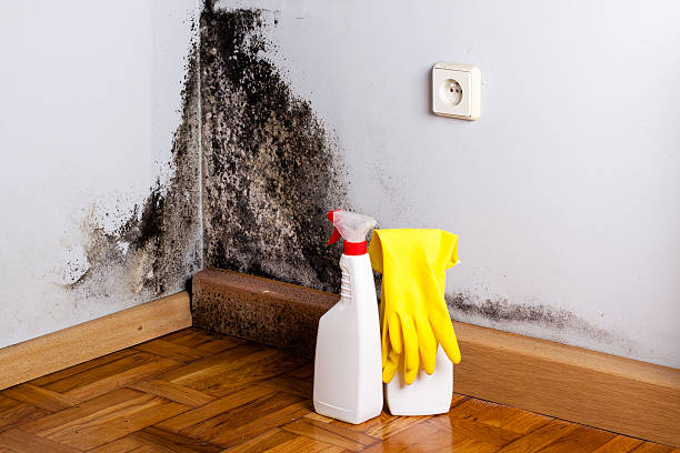 Best Commercial Mold Removal  in Queensland, MD